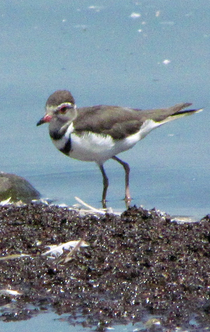 Pluvier à triple collier - ML645851403