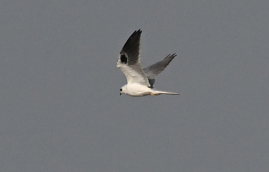 White-tailed Kite - ML645851405