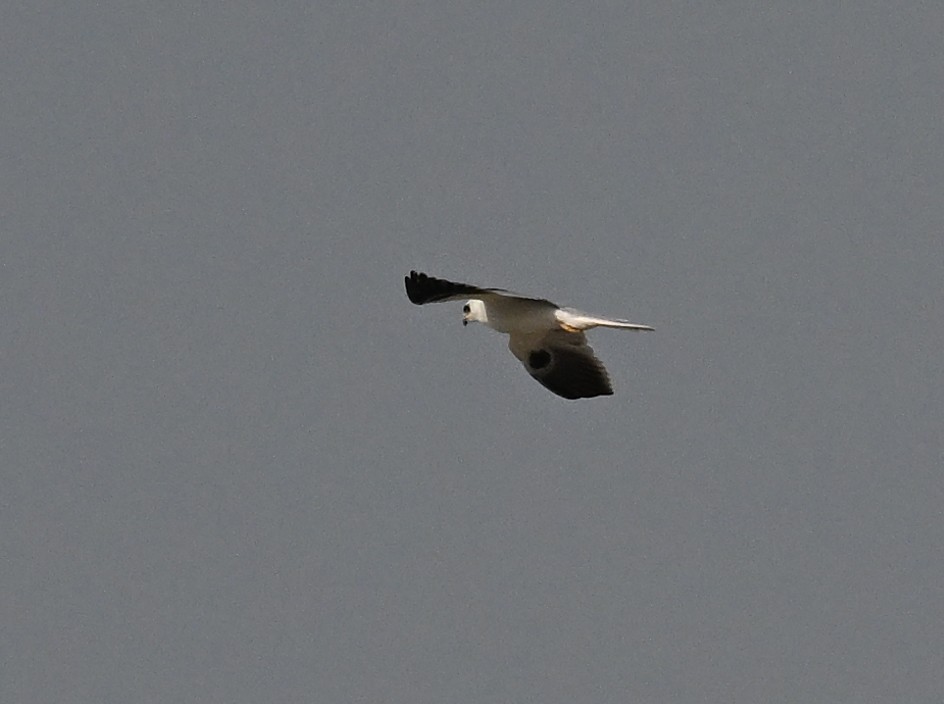 White-tailed Kite - ML645851406