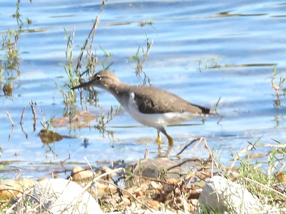 Spotted Sandpiper - ML645851410