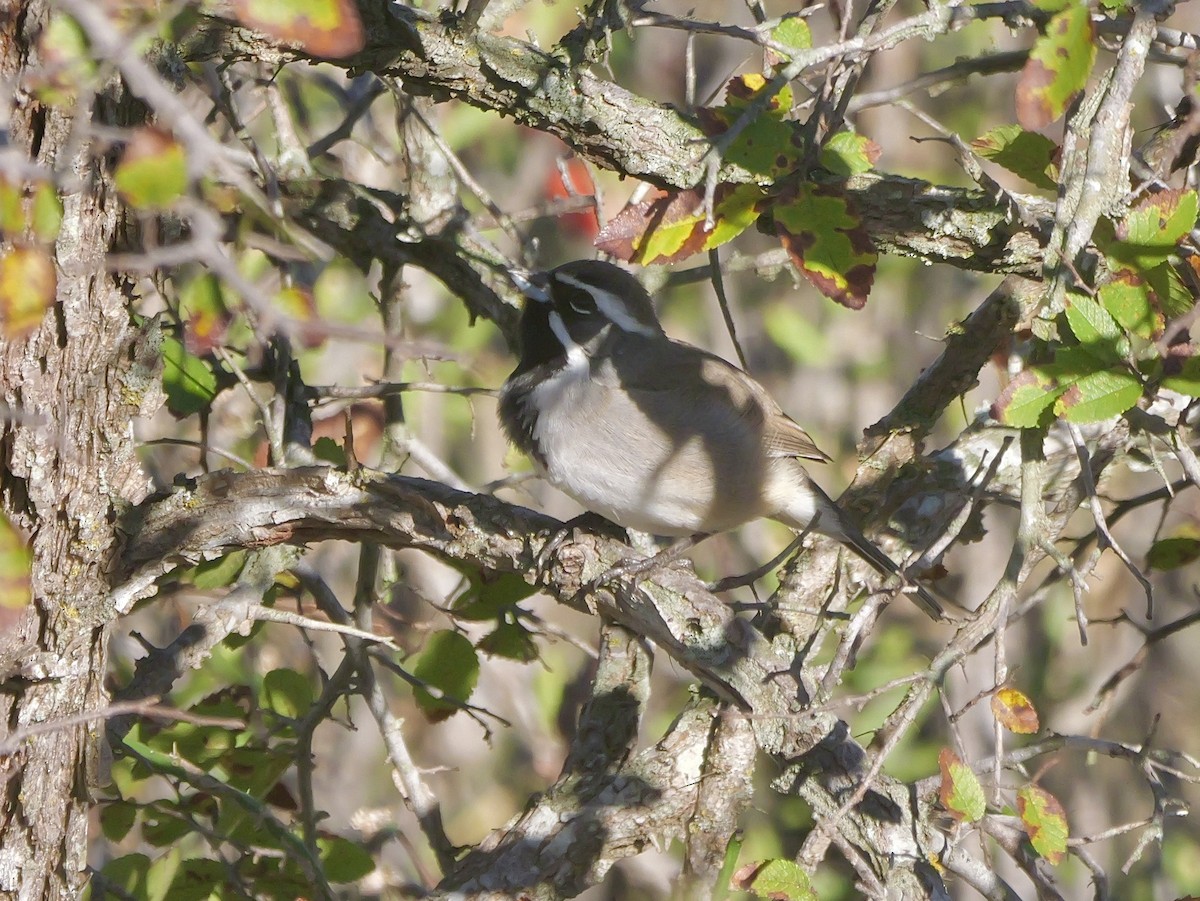 Black-throated Sparrow - ML645851411