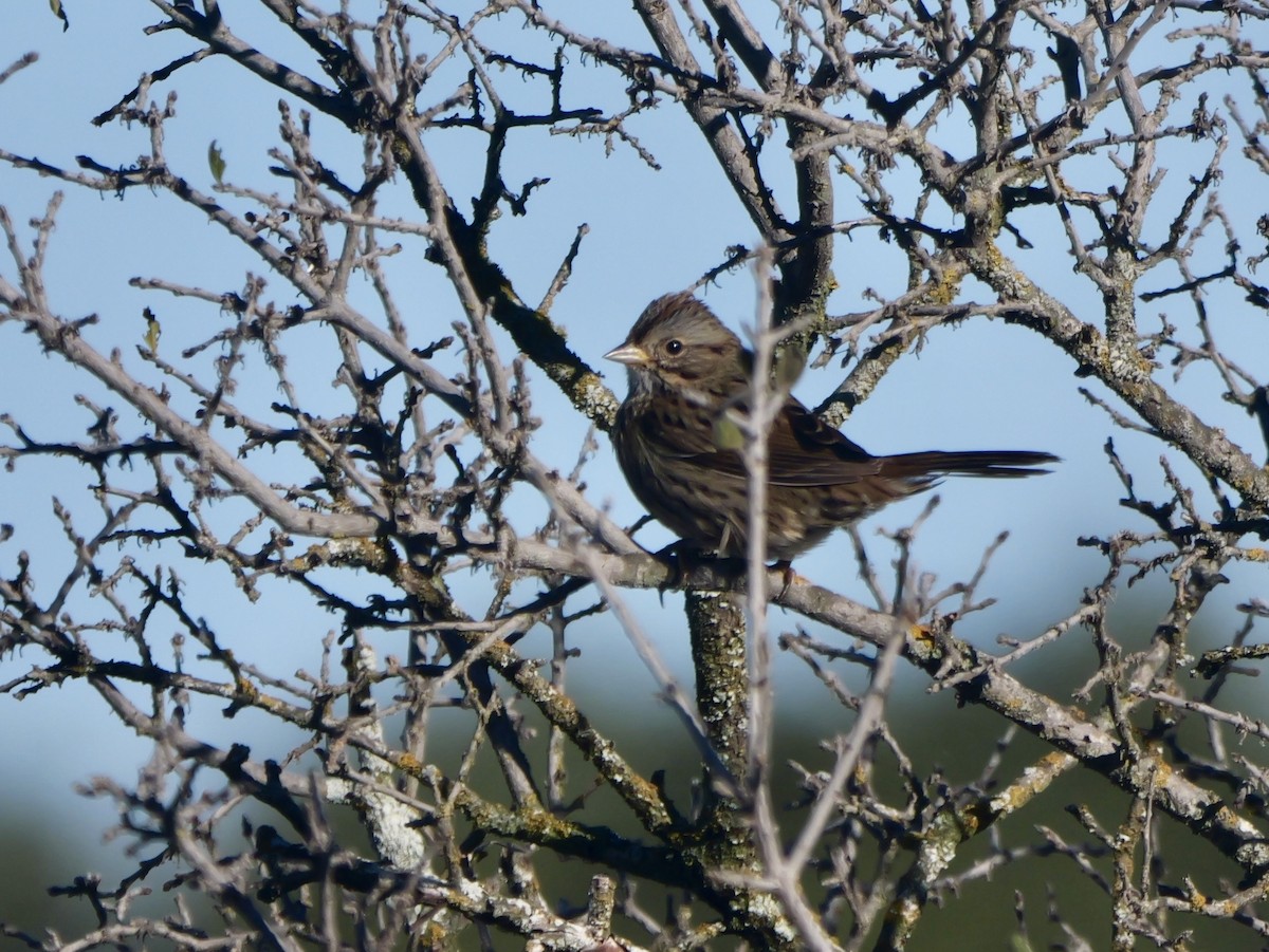 Lincoln's Sparrow - ML645851427