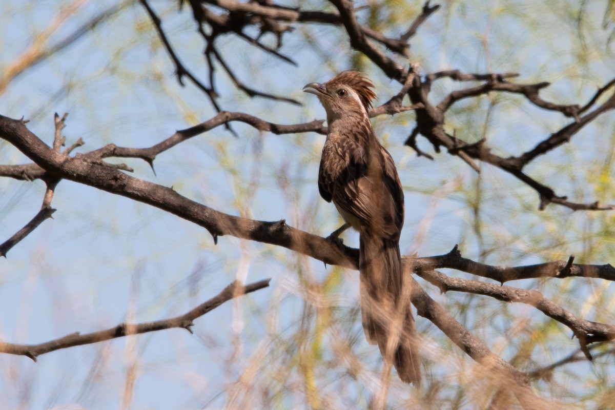 Striped Cuckoo - ML645851432