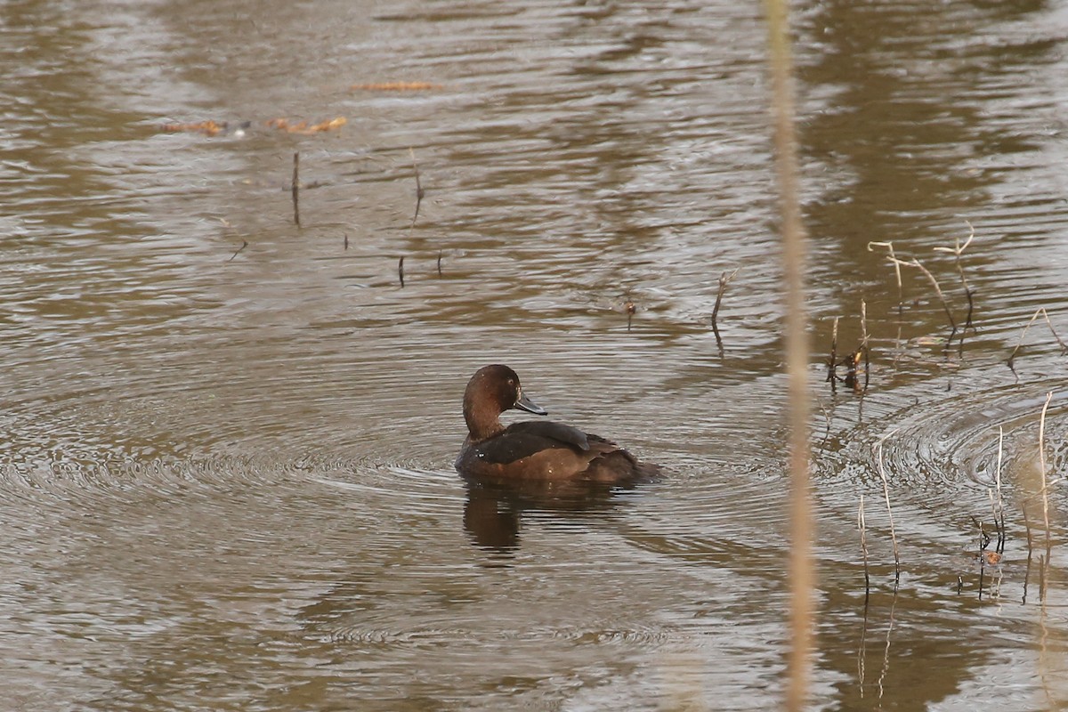 Tufted Duck - ML645851445