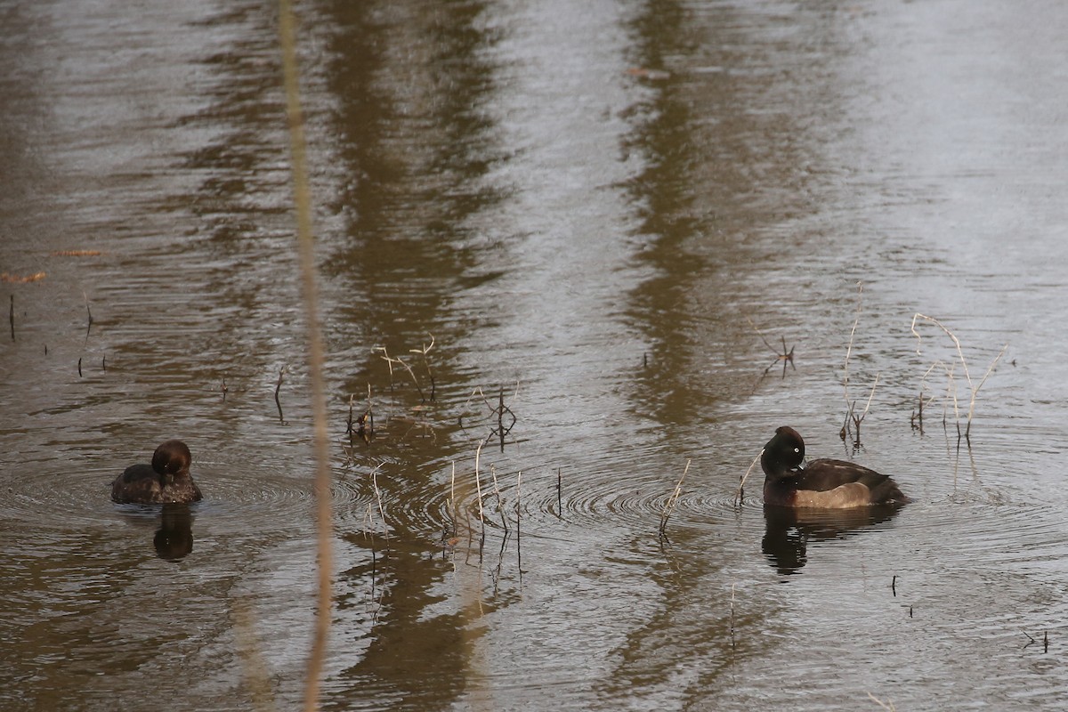 Tufted Duck - ML645851446