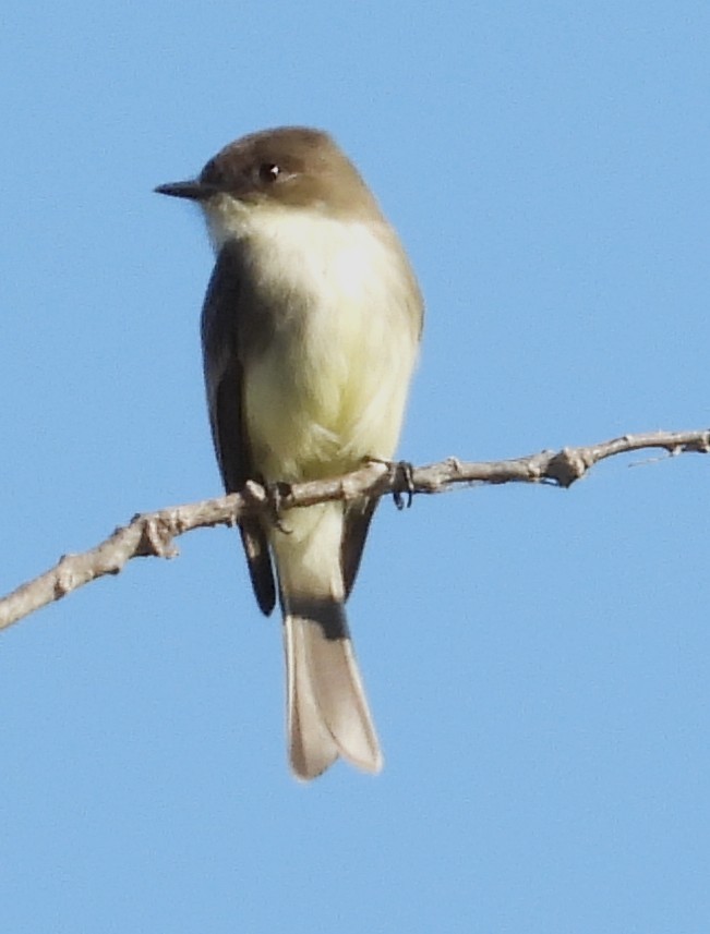 Eastern Phoebe - ML645851447