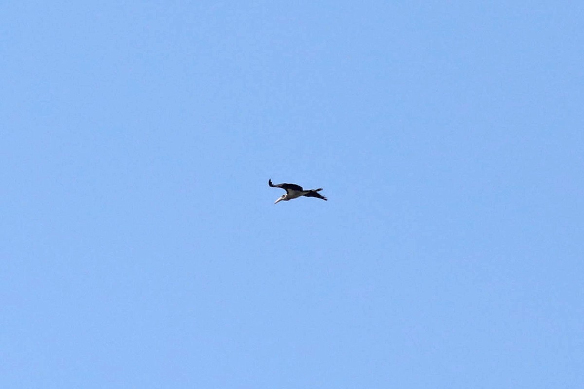 Африканский марабу - ML645851451