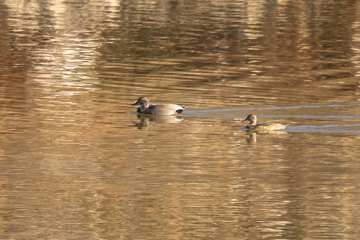 Серая утка - ML645851456