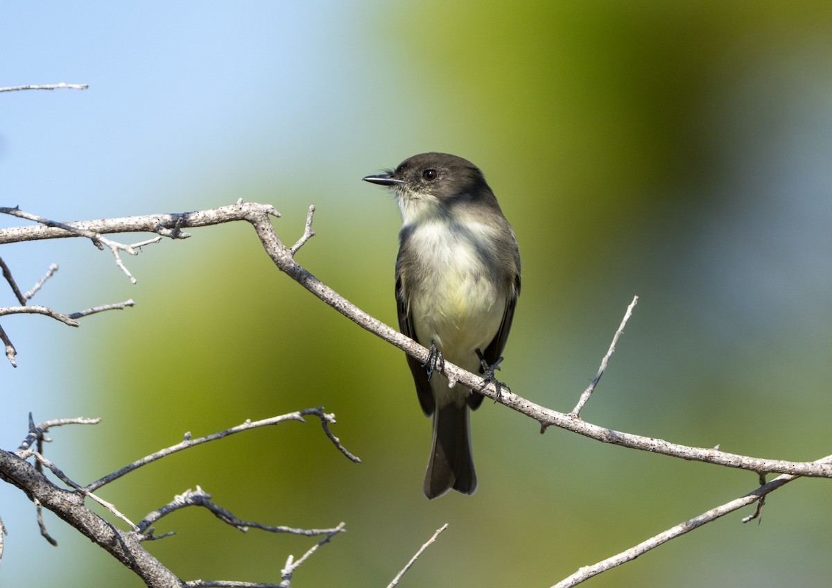 Светлобрюхий фиби - ML645851463