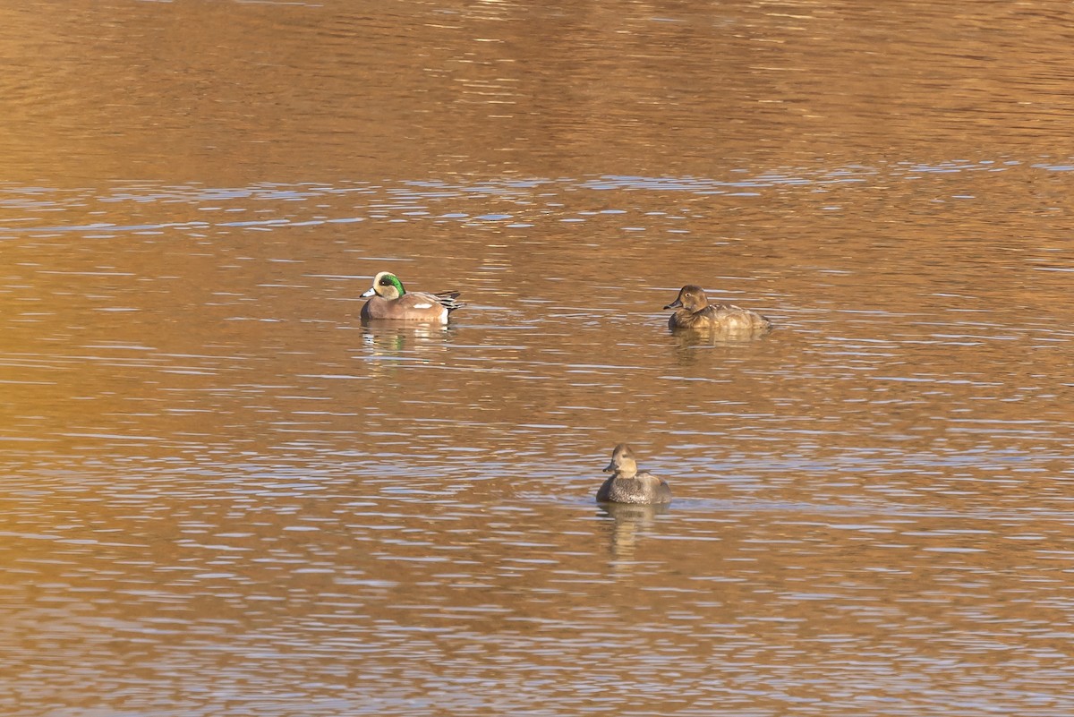 Американская свиязь - ML645851467