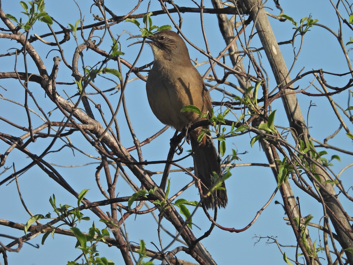 Калифорнийский пересмешник - ML645851472