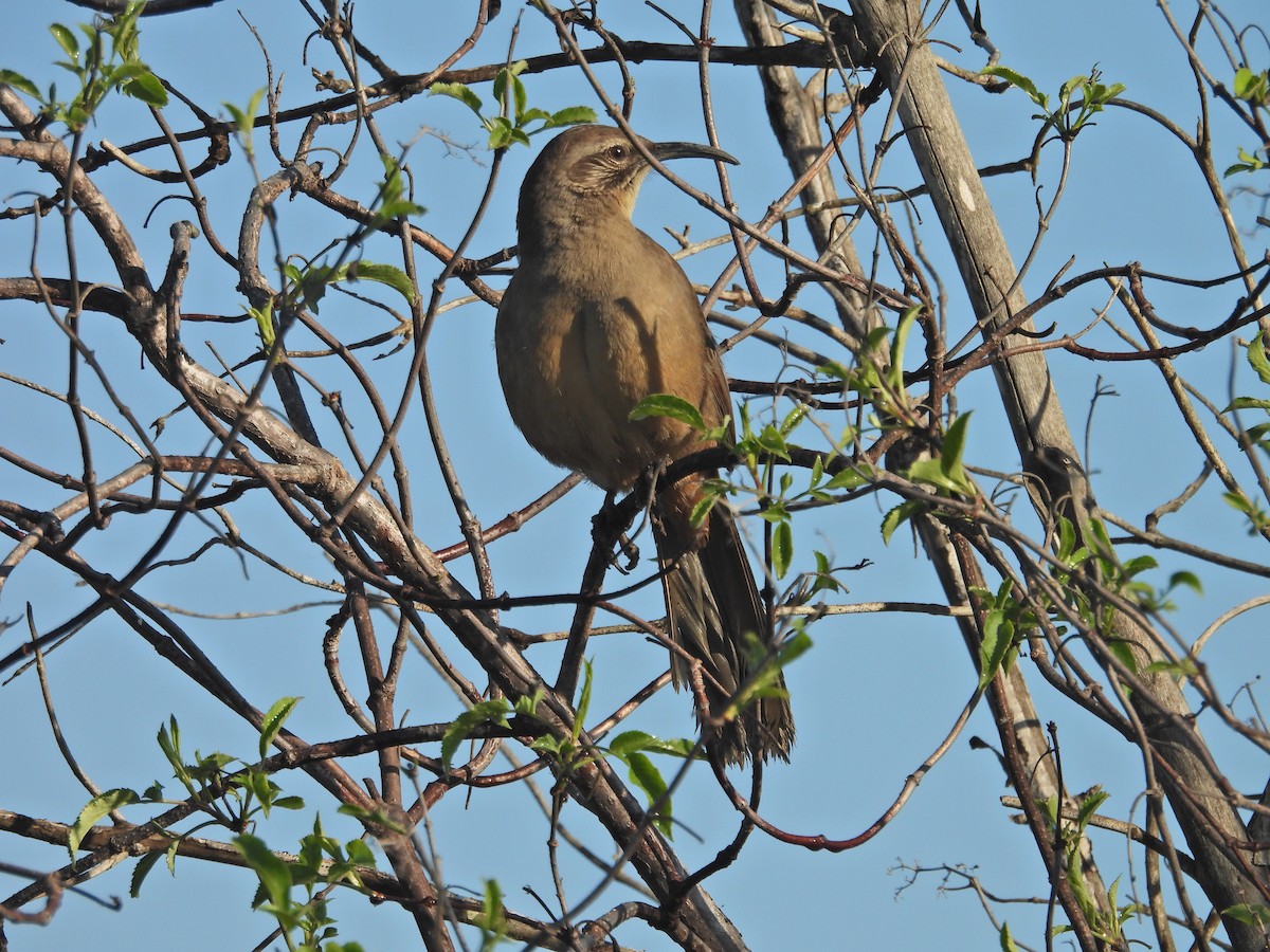 Калифорнийский пересмешник - ML645851473