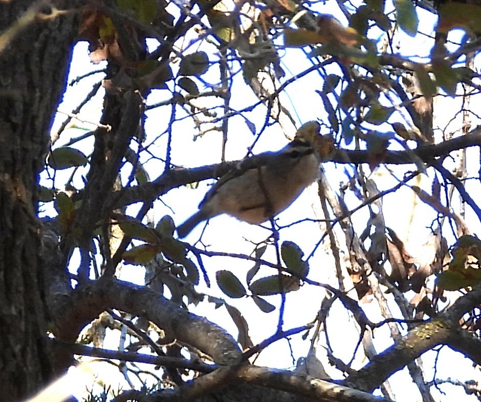 Золотоголовый королёк - ML645851474