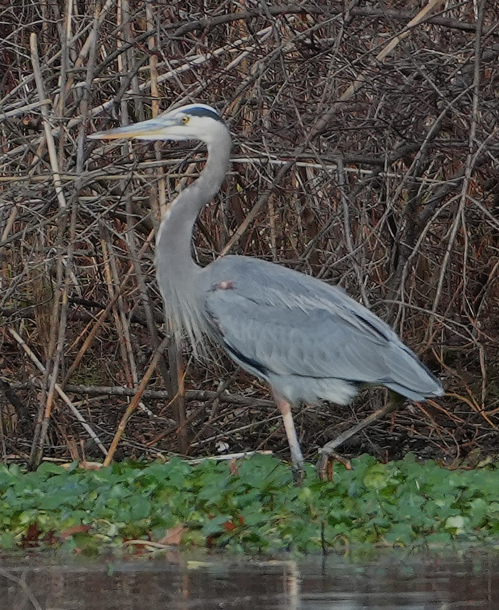 Большая голубая цапля - ML645851475