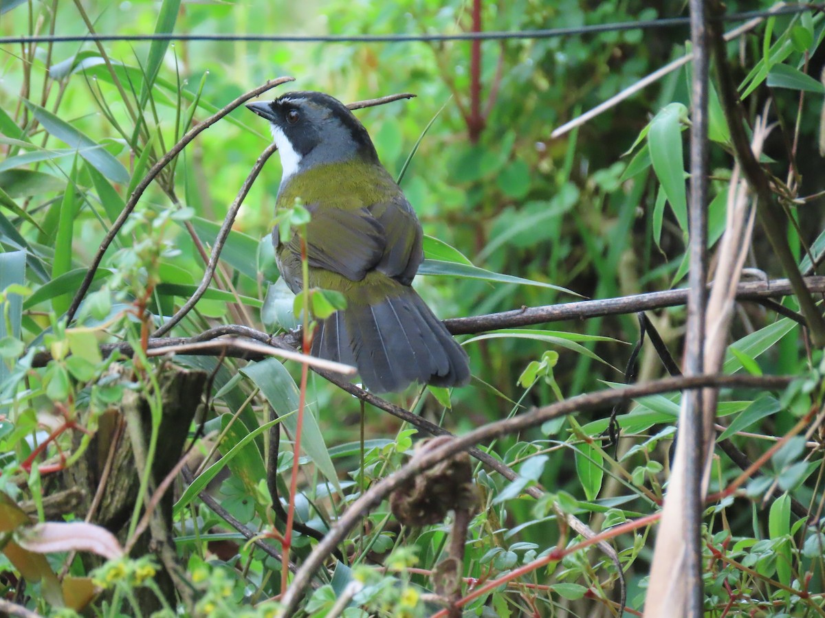 Серобровый тохи - ML645851483