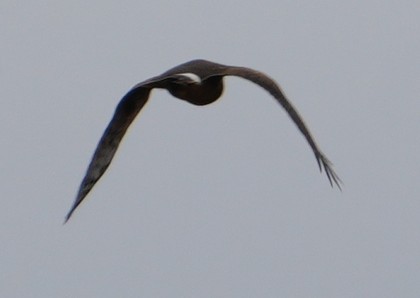 Американский лунь - ML645851485