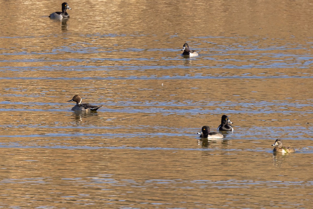 Шилохвость - ML645851486