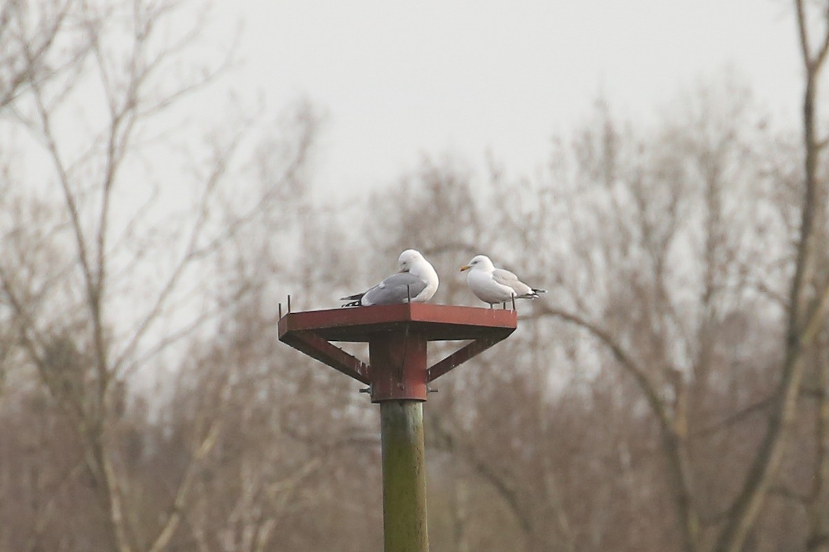 Серебристая чайка - ML645851487