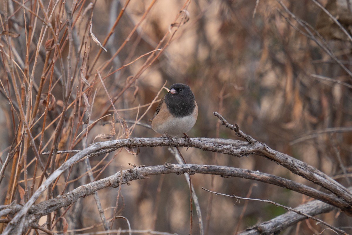 Серый юнко - ML645851489