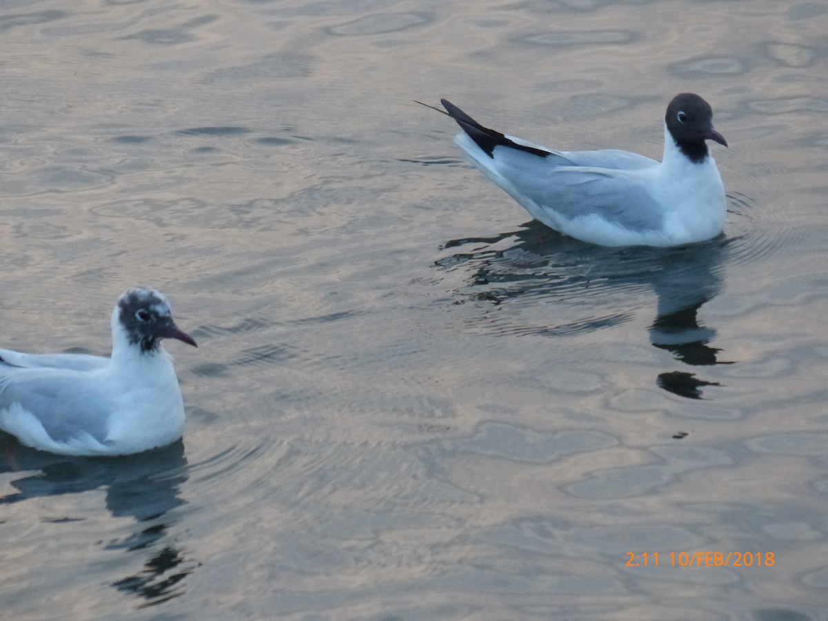 Озёрная чайка - ML645851490