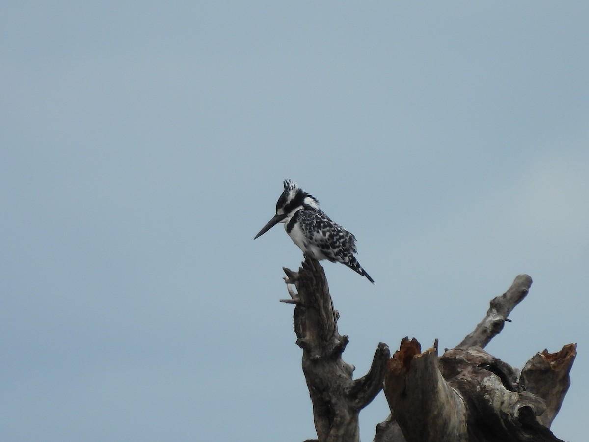 Малый пегий зимородок - ML645851491