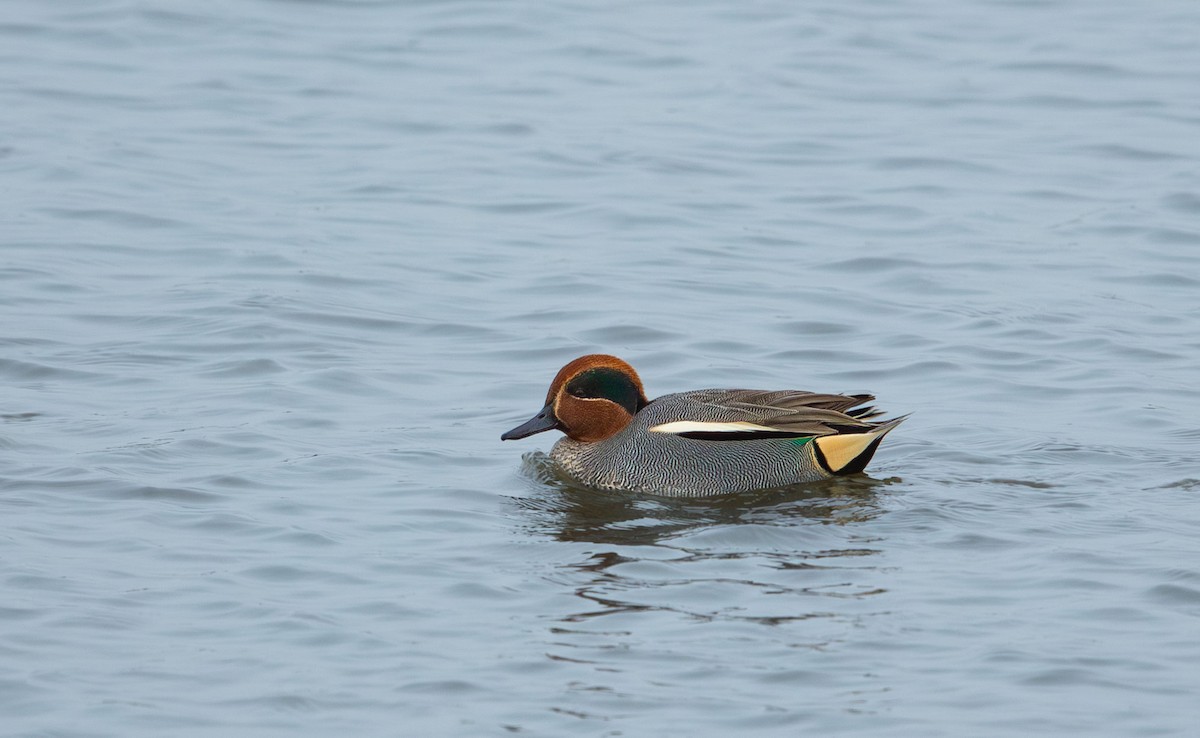 Чирок-свистунок (Евразийский) - ML645851492