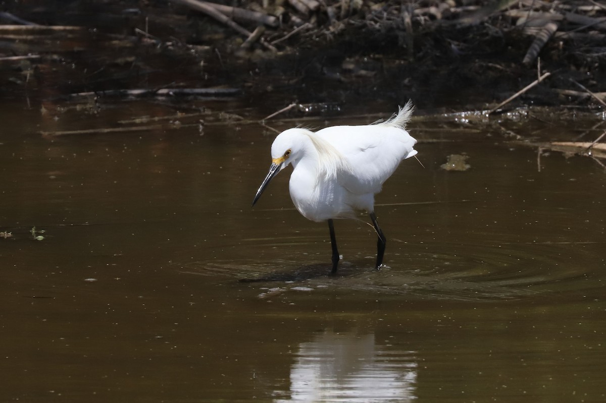 Снежная цапля - ML645851494