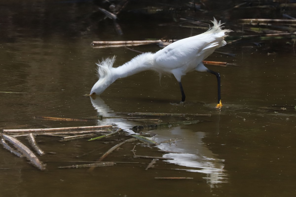 Снежная цапля - ML645851495