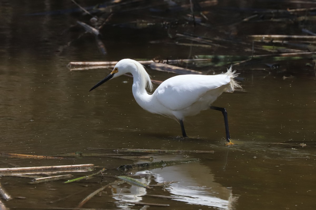 Снежная цапля - ML645851496