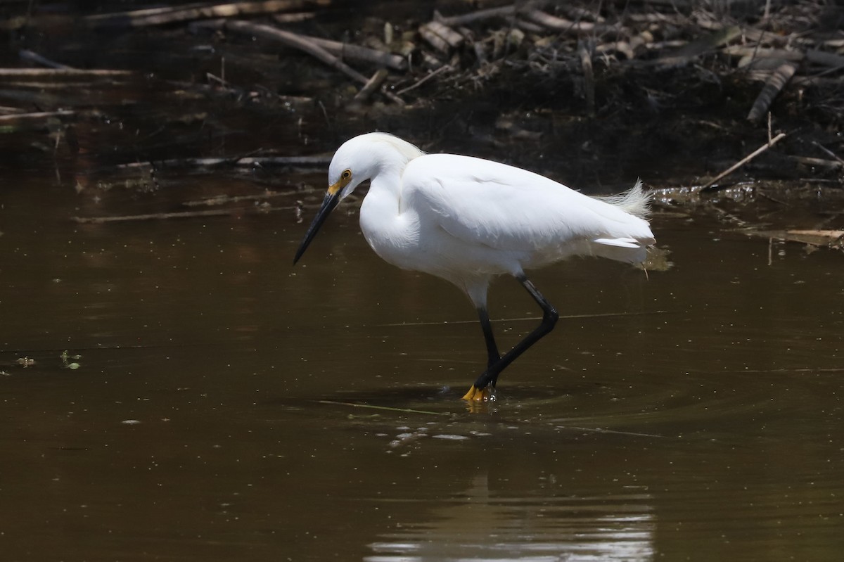 Снежная цапля - ML645851497