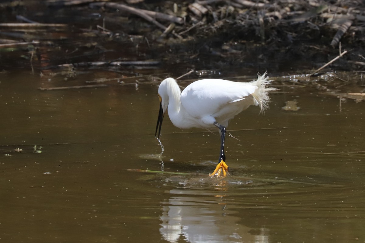 Снежная цапля - ML645851498