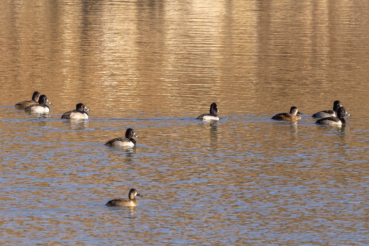 Кольчатая чернеть - ML645851500