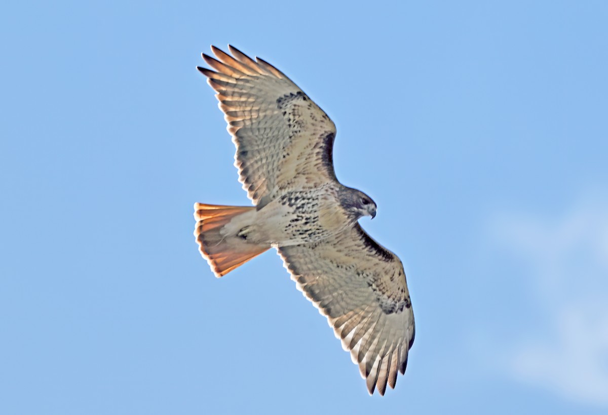 Краснохвостый канюк - ML645851501