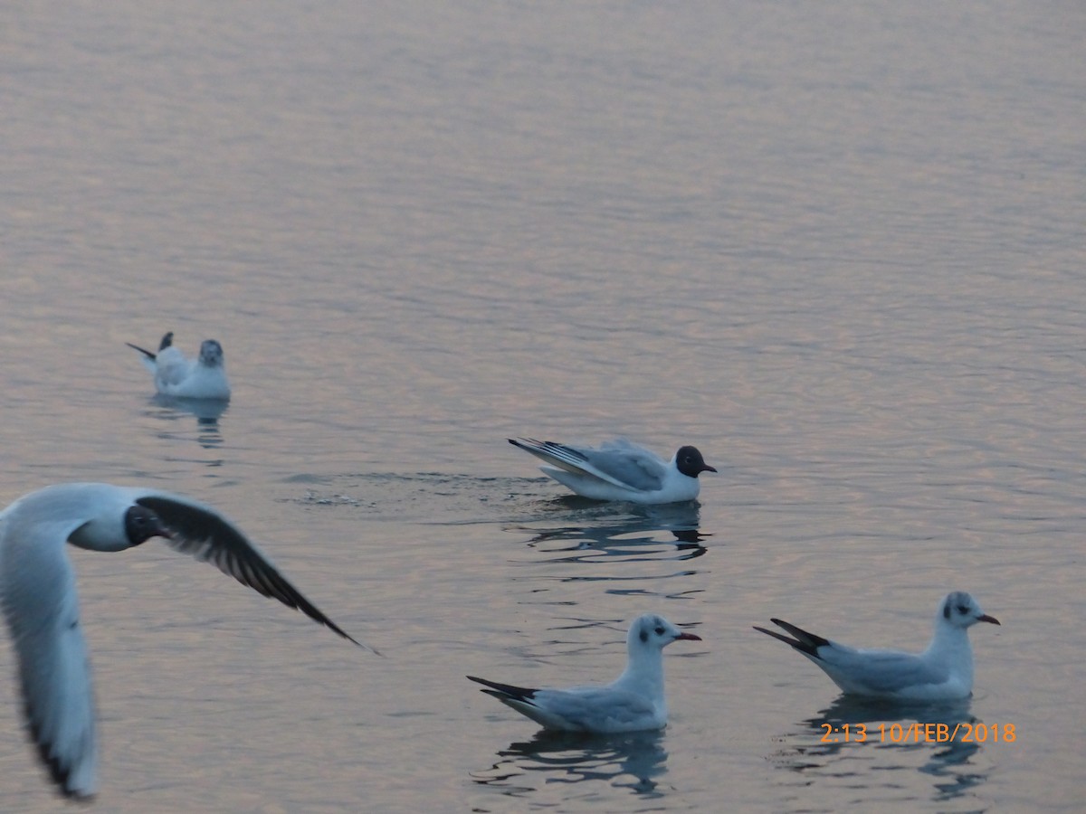 Озёрная чайка - ML645851502