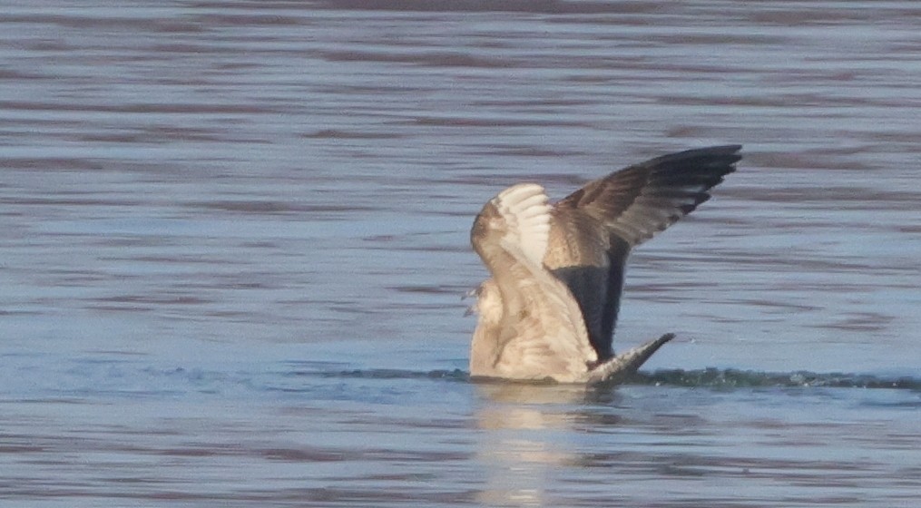 Американская чайка - ML645851503