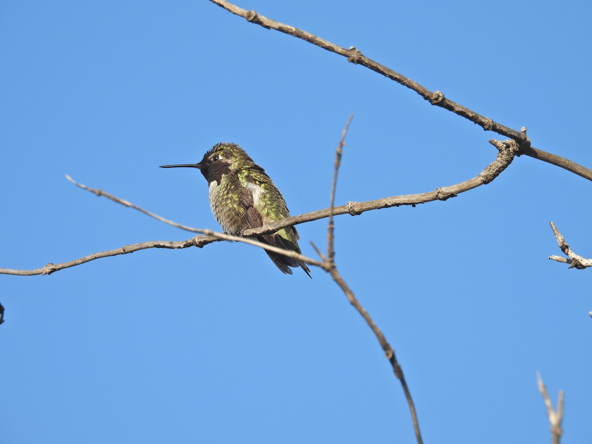 Рубиновый калипсо - ML645851505