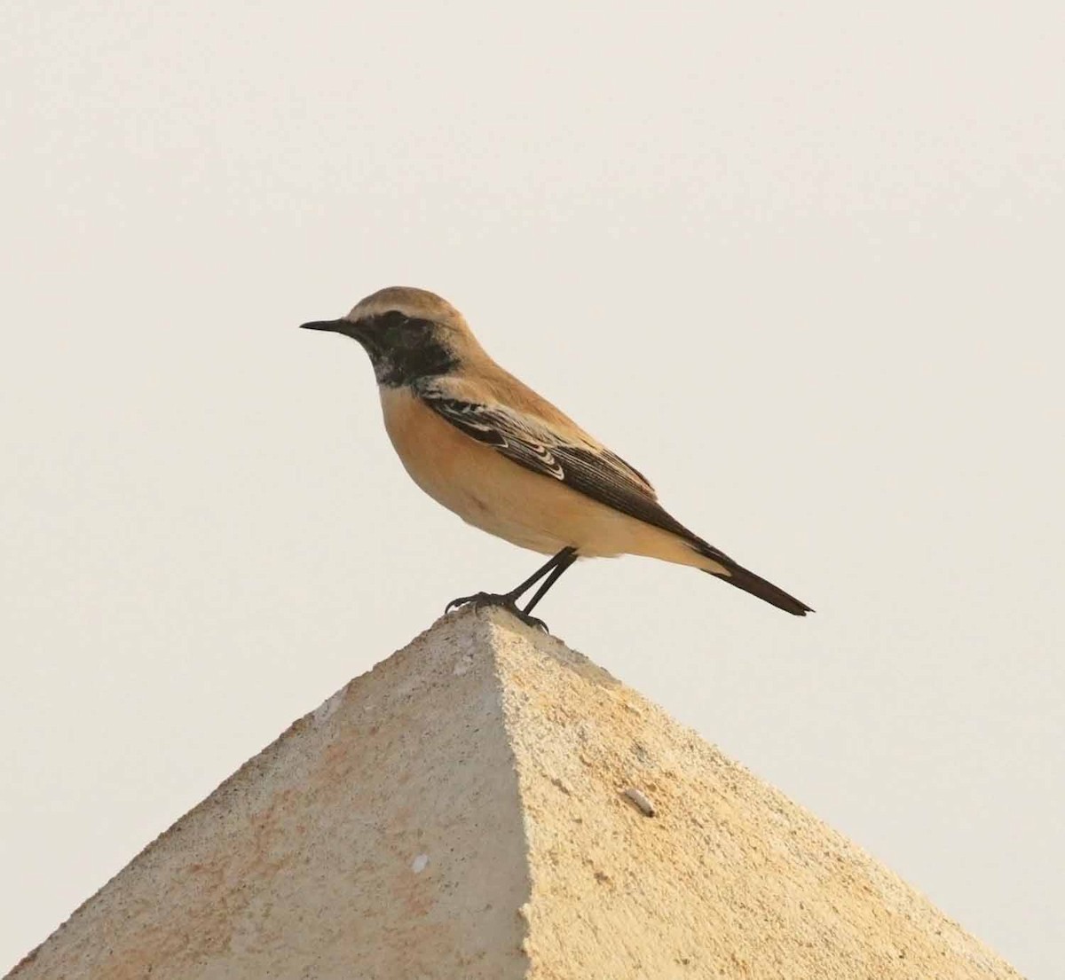 Пустынная каменка - ML645851506