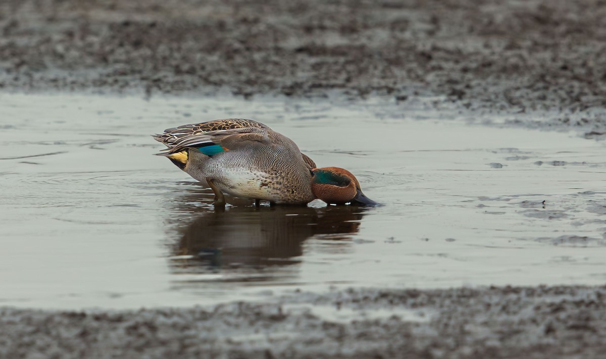 Чирок-свистунок (Евразийский) - ML645851509