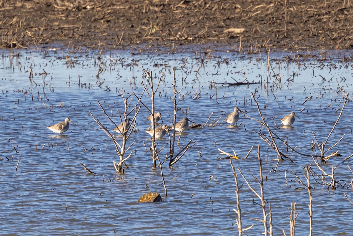 Long-billed Dowitcher - ML645851510