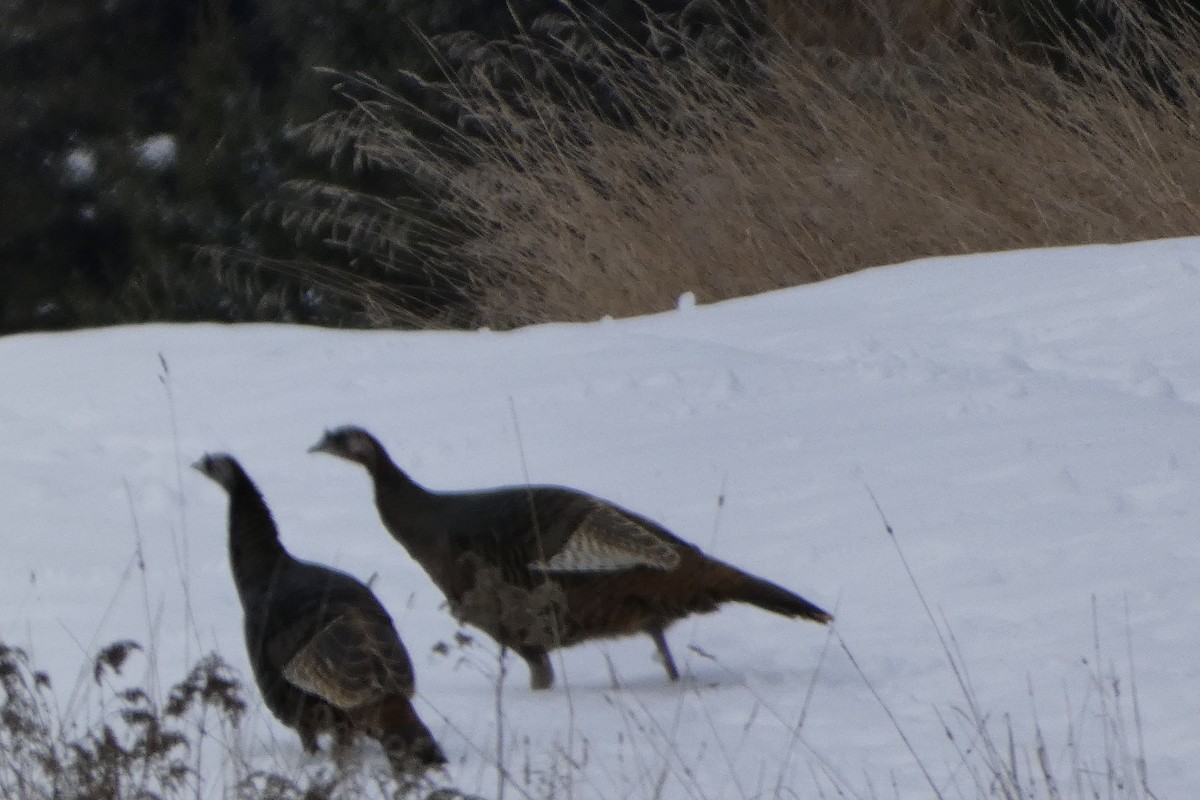 Wild Turkey - ML645851514