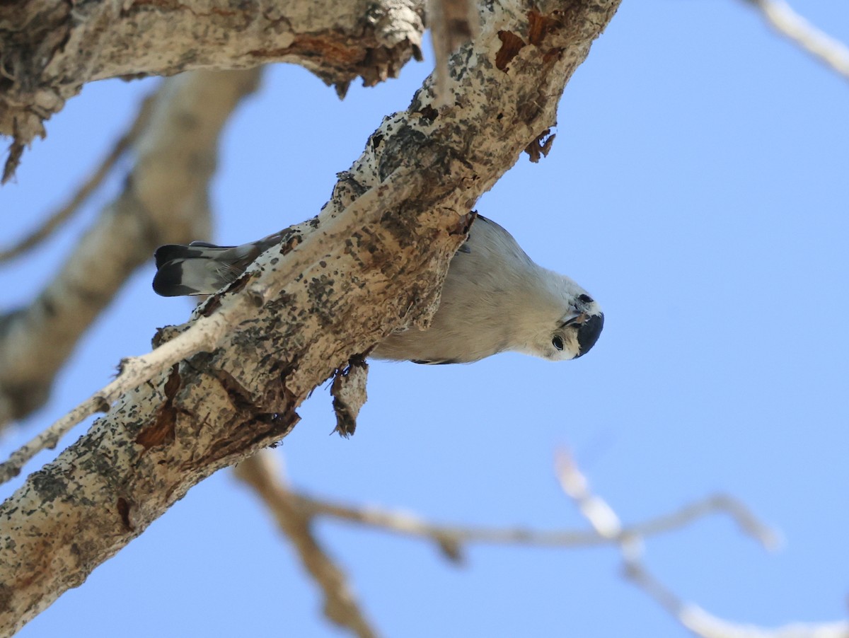 White-breasted Nuthatch - ML645851518