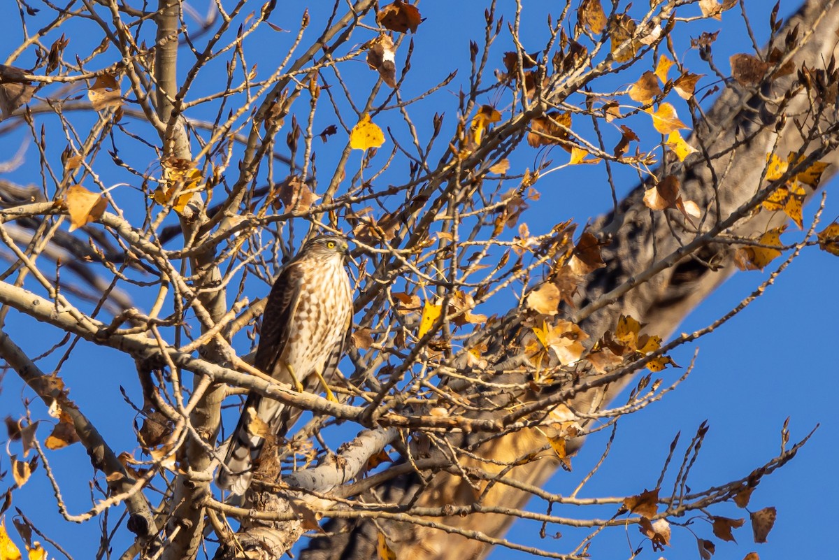 Sharp-shinned Hawk - ML645851520