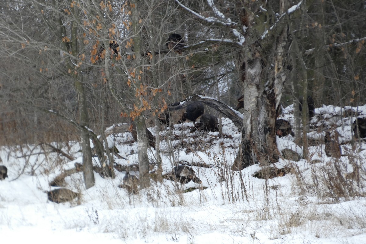 Wild Turkey - ML645851529