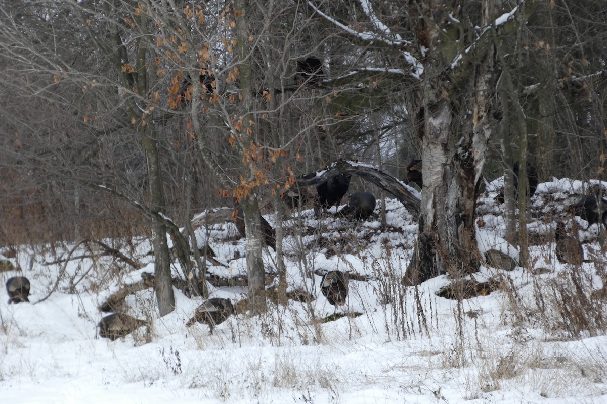 Wild Turkey - ML645851530