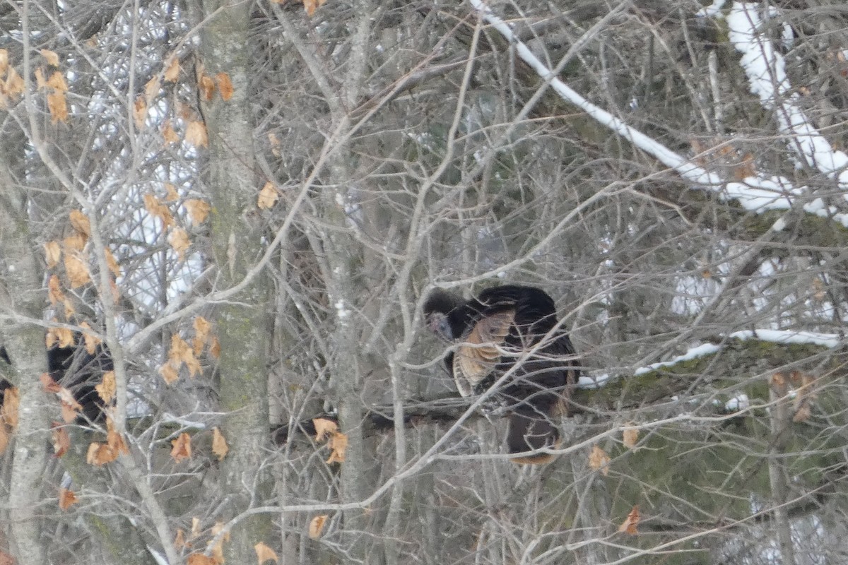 Wild Turkey - ML645851531