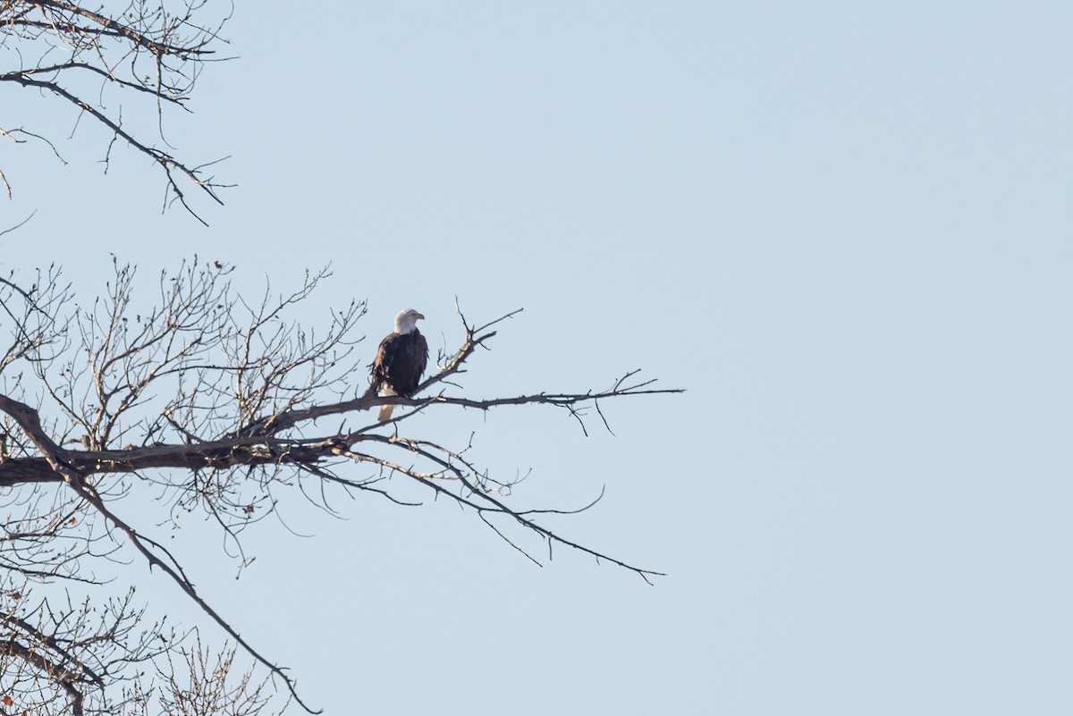 Bald Eagle - ML645851534