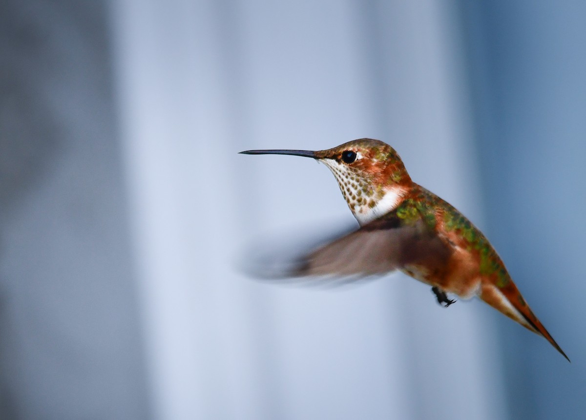 Rufous Hummingbird - ML645851540