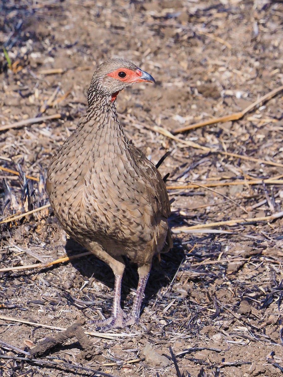 クロアシアカノドシャコ - ML645851545