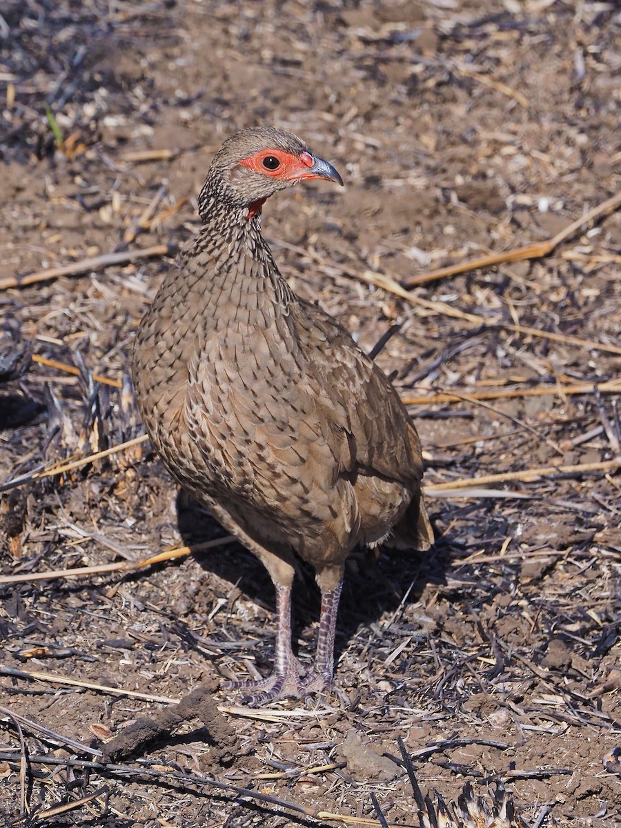 クロアシアカノドシャコ - ML645851546