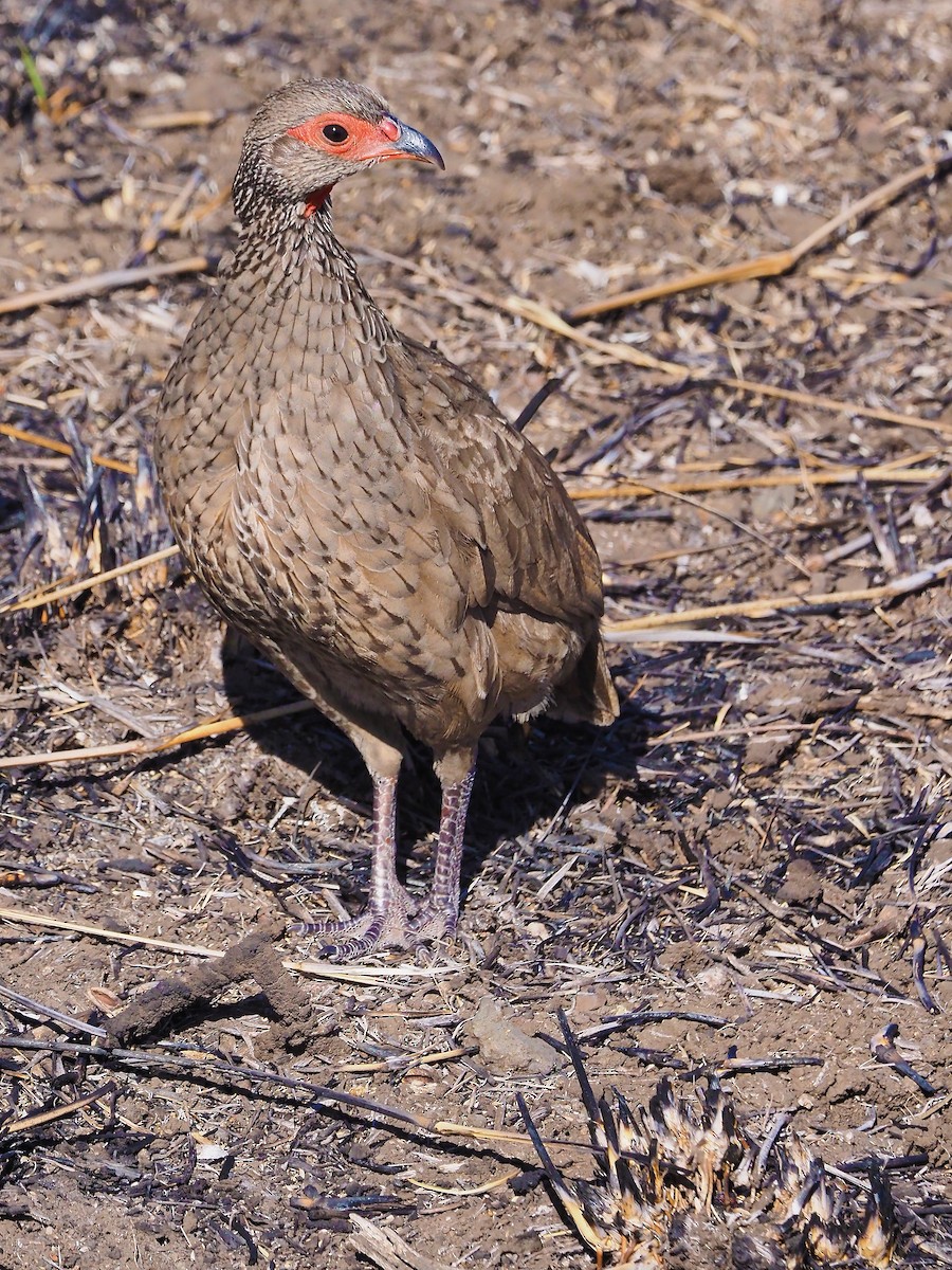 クロアシアカノドシャコ - ML645851549